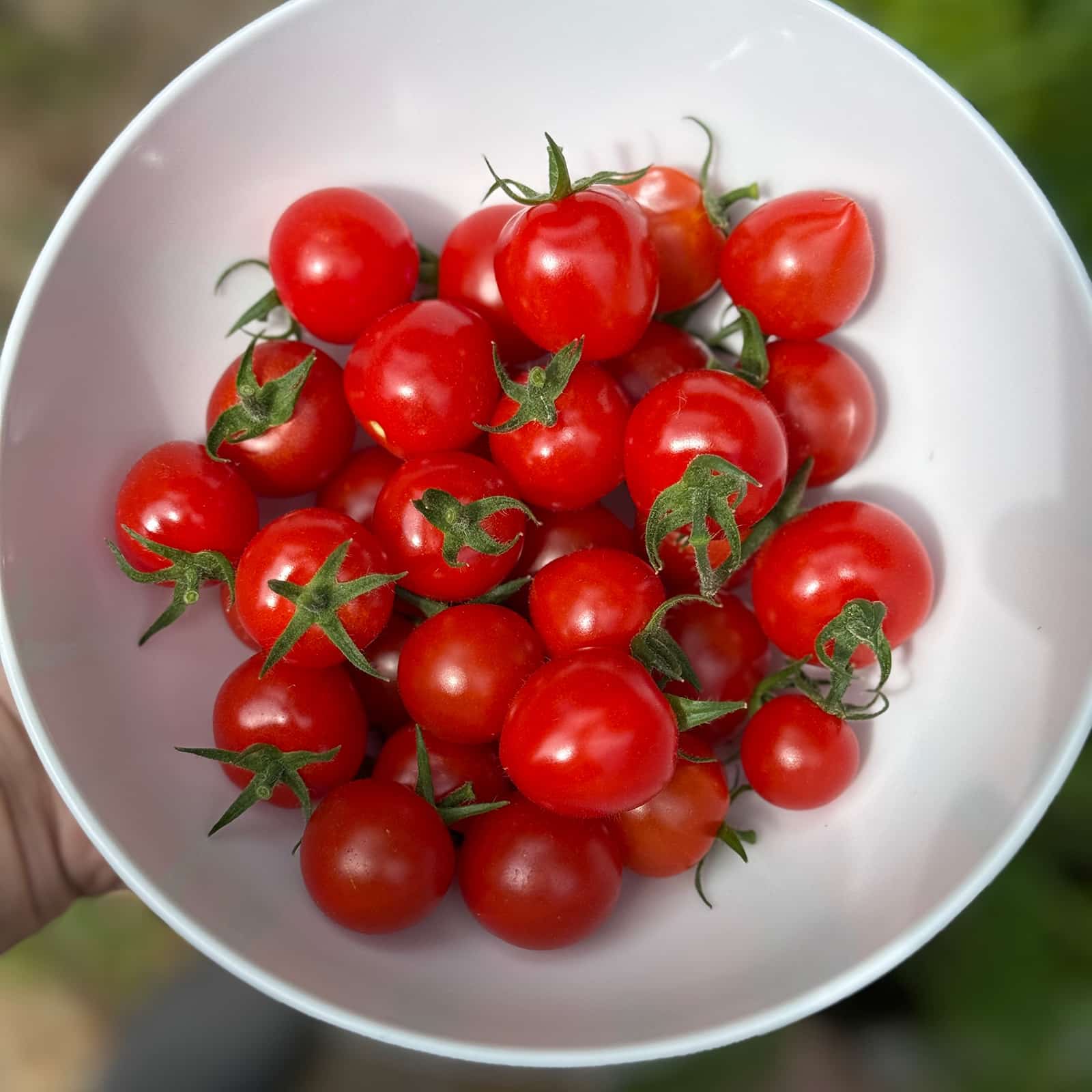 Fresh Picked Garden Grown Cherry Tomatoes
