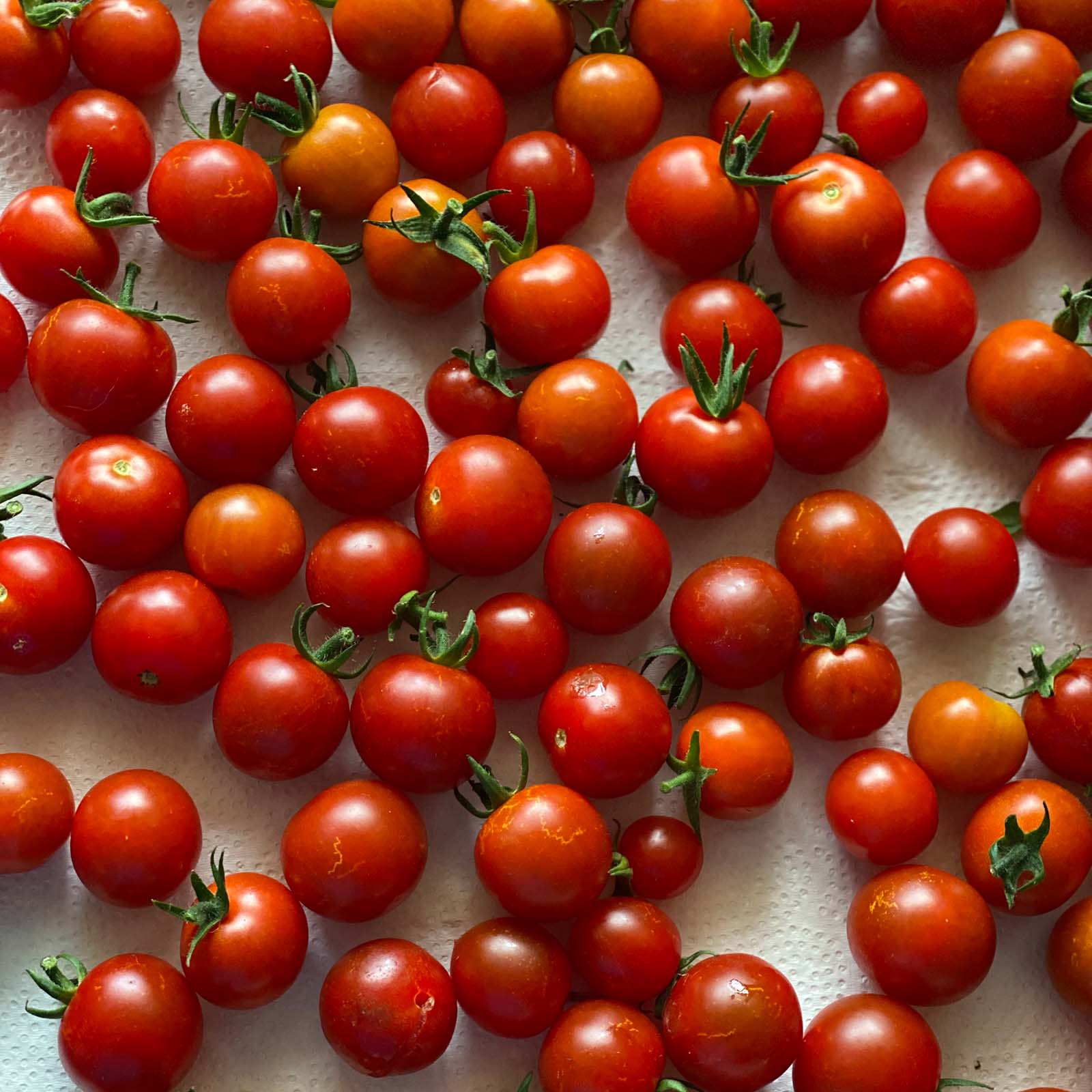 garden fresh cherry tomatoes on a tray